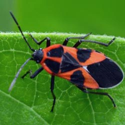 Tropidothorax leucopterus